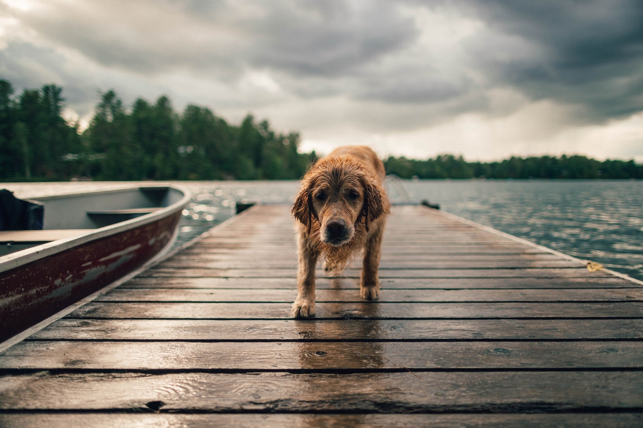 Wat te doen bij diarree bij honden?